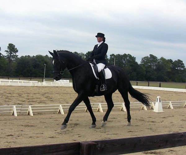 Antares- imported Hanoverian gelding