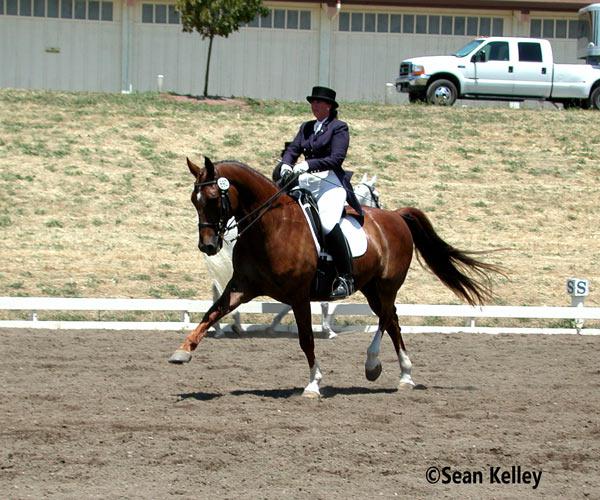 Der Champion-FEI gelding