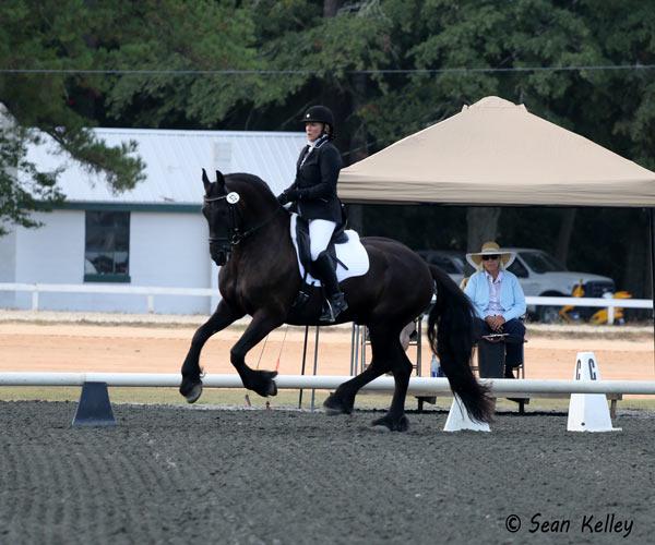 Gouke- Imported  FEi Friesian