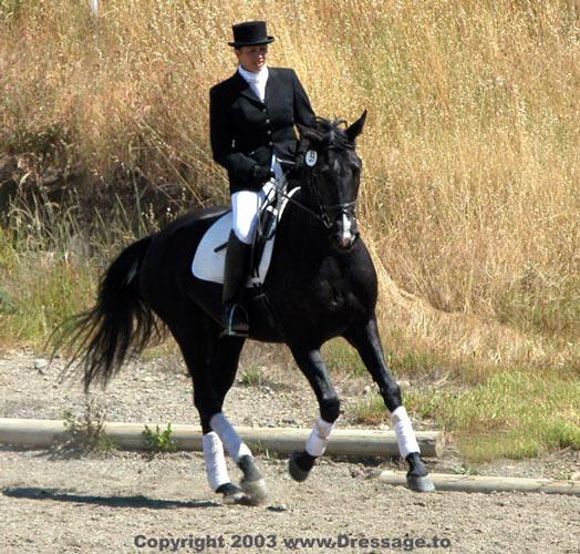 Larissa Third Level Dressage Mare