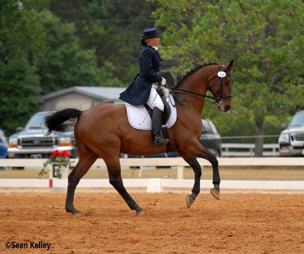 Rondo- Bavarian Warmblood