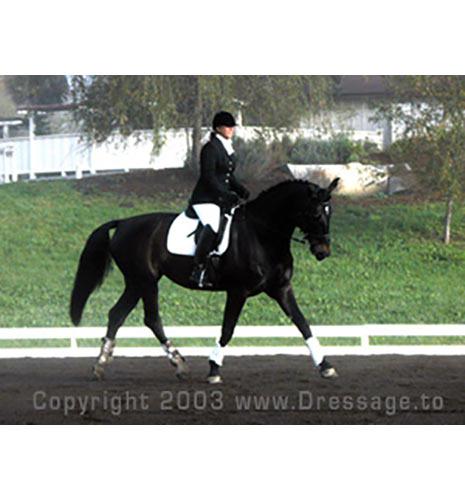 warkanna- hanoverian mare