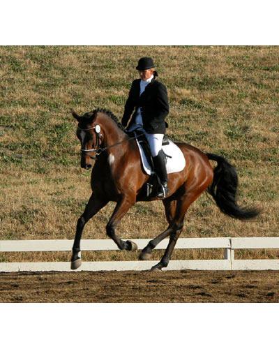 imported dressage gelding