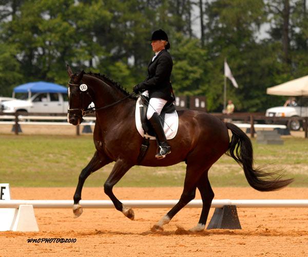 Hanoverian gelding